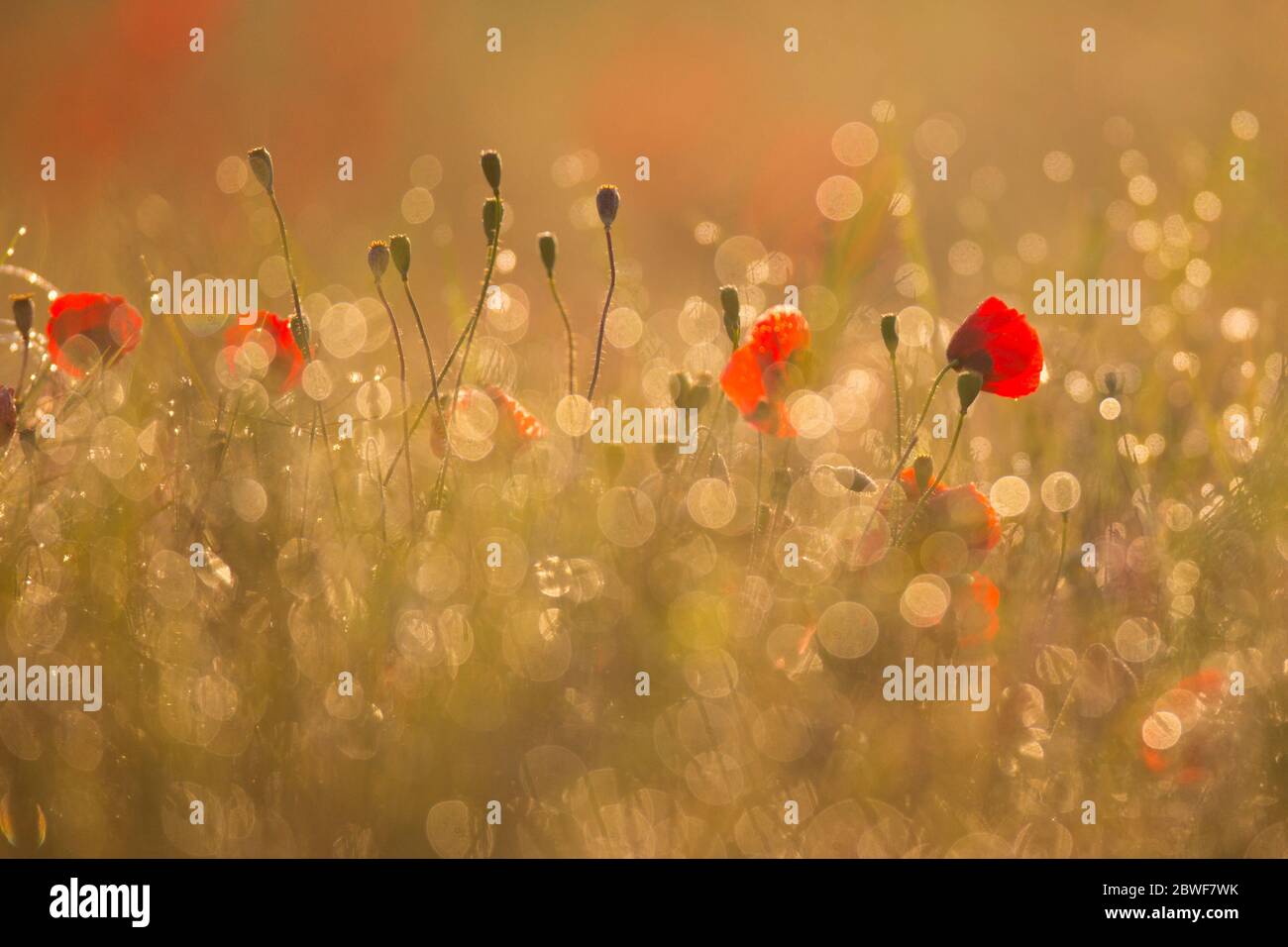 Selektiver Fokus auf ein Feld von wilden roten Mohnblumen, fotografiert im Naturschutzgebiet ein Afek, Israel Stockfoto