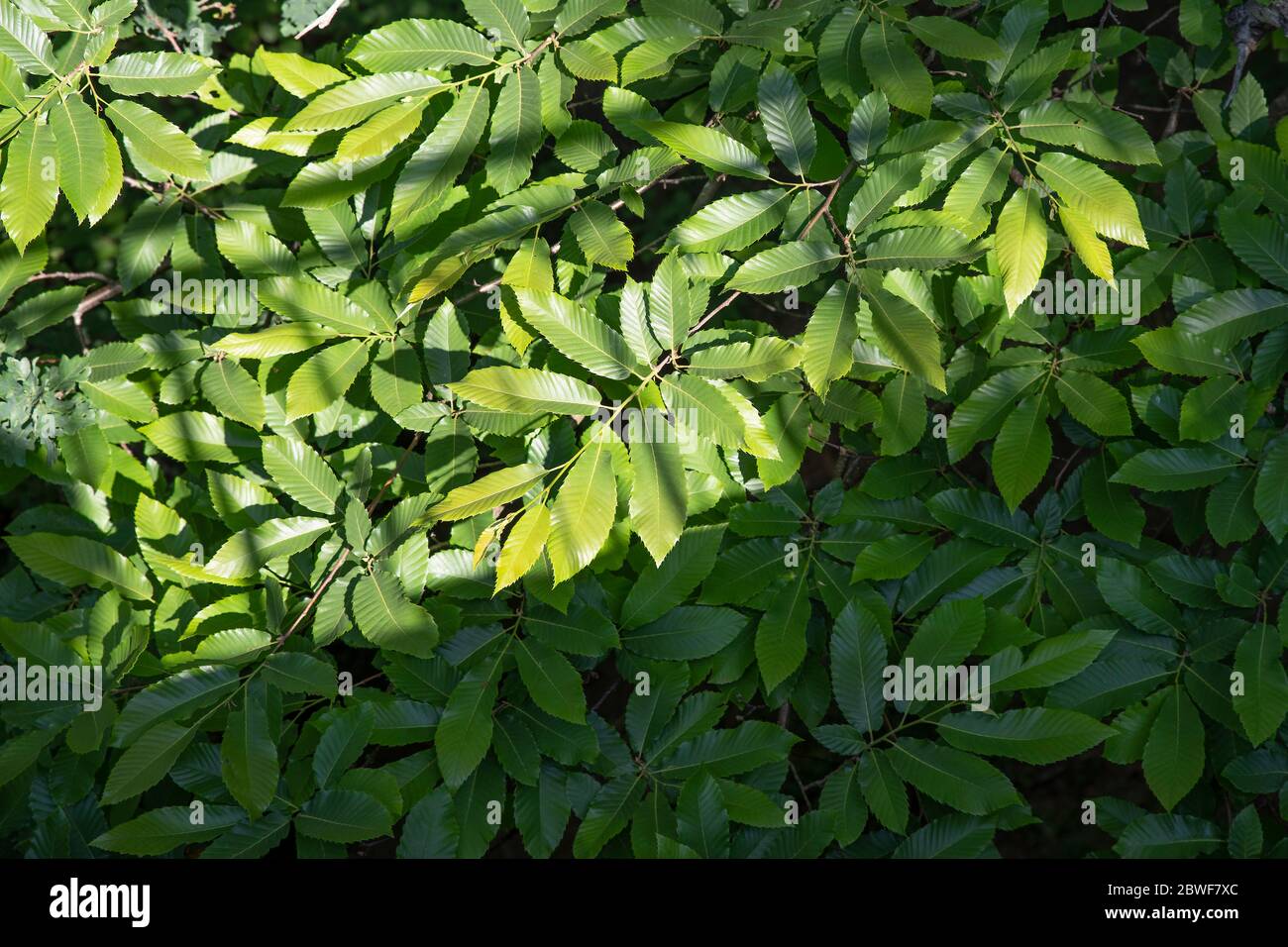 Baumblattstruktur in sonnenbeschienenen Wäldern Stockfoto