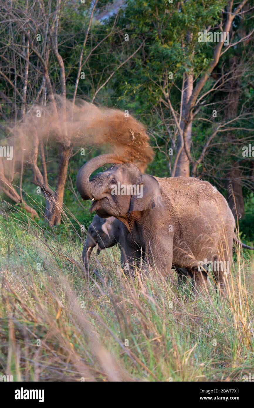 Asiatischer Elefant oder Elephas maximus im Jim Corbett National Park Uttarakhand Indien Stockfoto