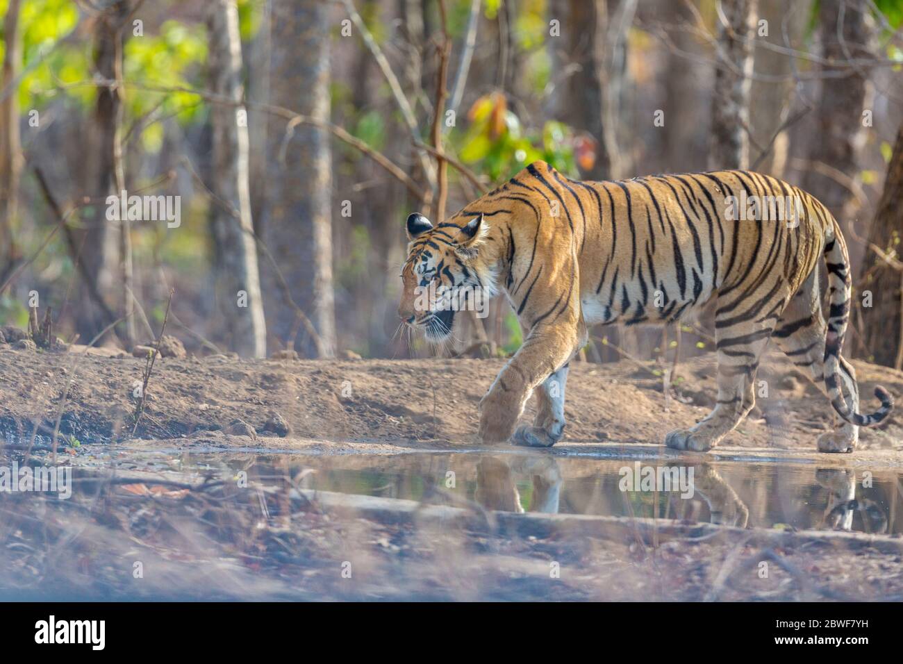 Royal Bengal Tiger oder Panthera tigris Tigris auf Pench Nationalpark, Indien Stockfoto