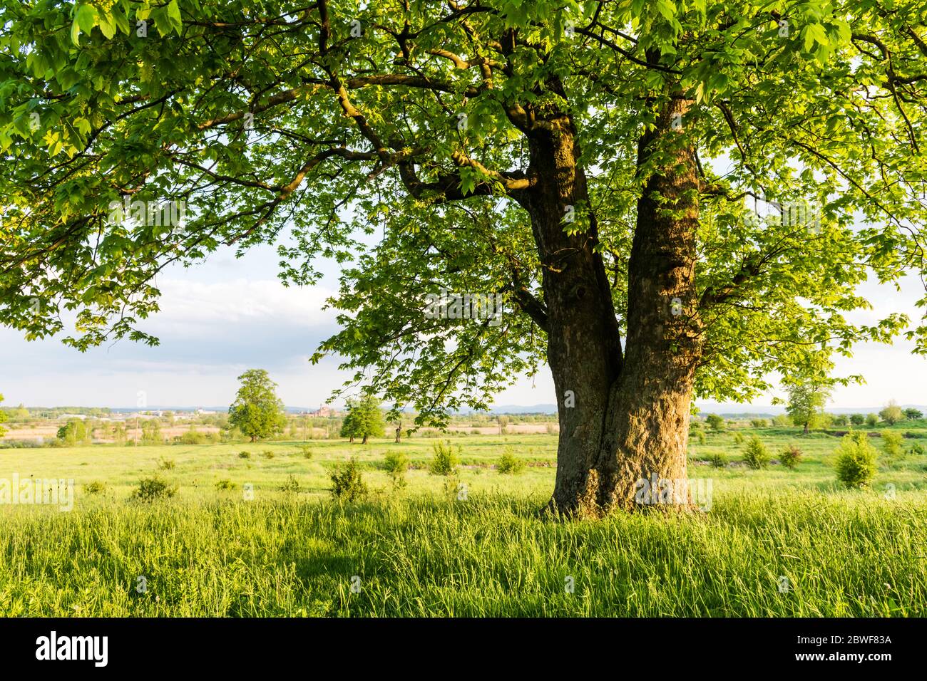 Alte Linden auf Sommerwiese. Große Baumkrone mit üppigem grünen Laub und dickem Stamm, der durch das Licht des Sonnenuntergangs leuchtet. Landschaftsfotografie Stockfoto