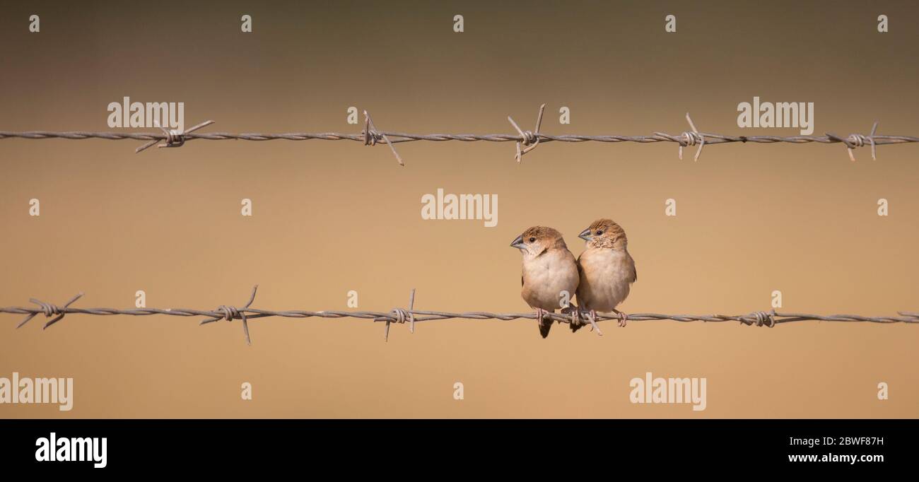 Der indische Silberschnabel oder Weißkehlmunia (Euodice malabarica) ist ein kleiner Singvogel, der im indischen Subkontinent und angrenzenden Regionen gefunden wird. T Stockfoto