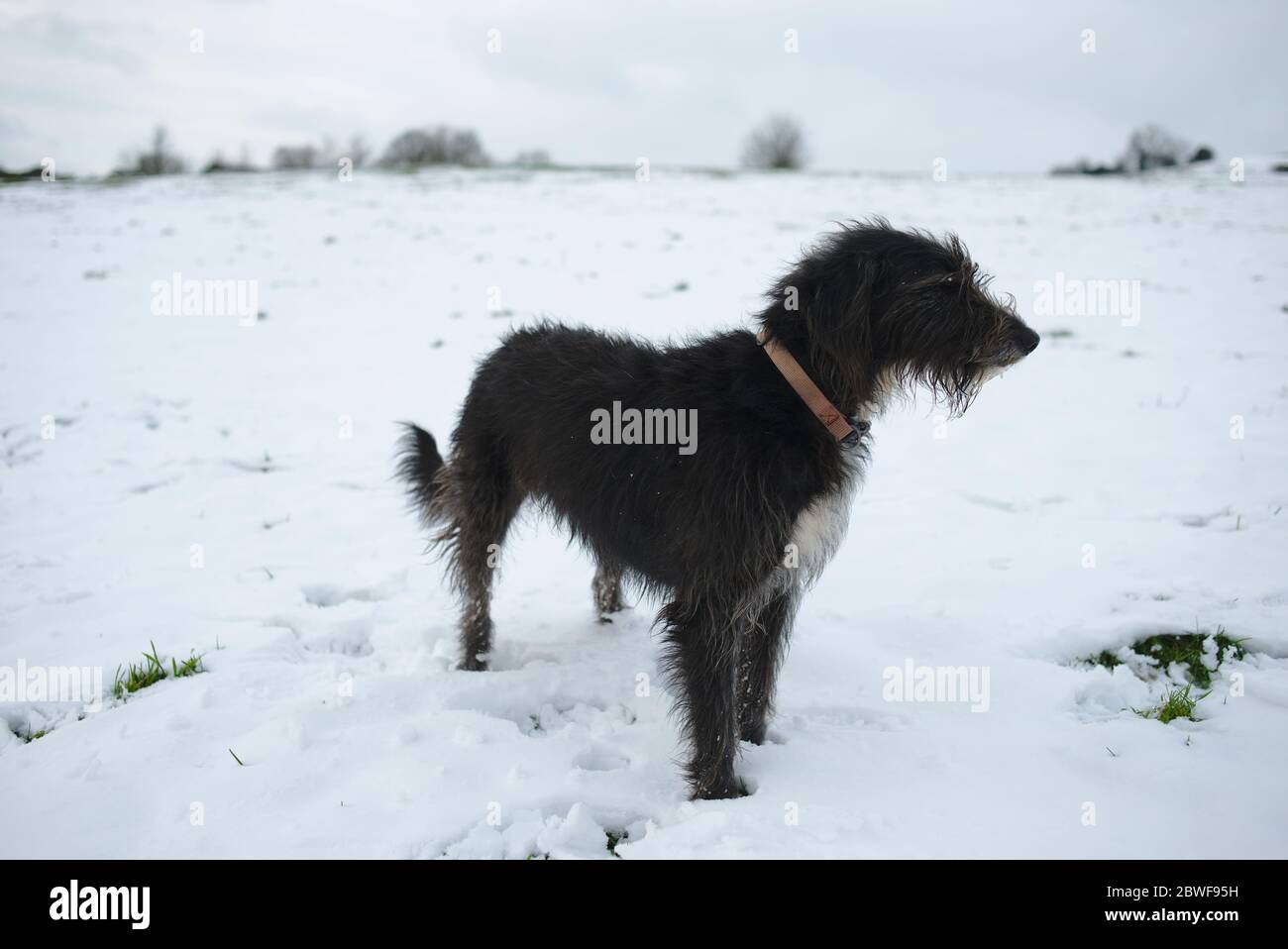 Schwarzer Lurcher Hund auf einem Winterspaziergang Stockfoto