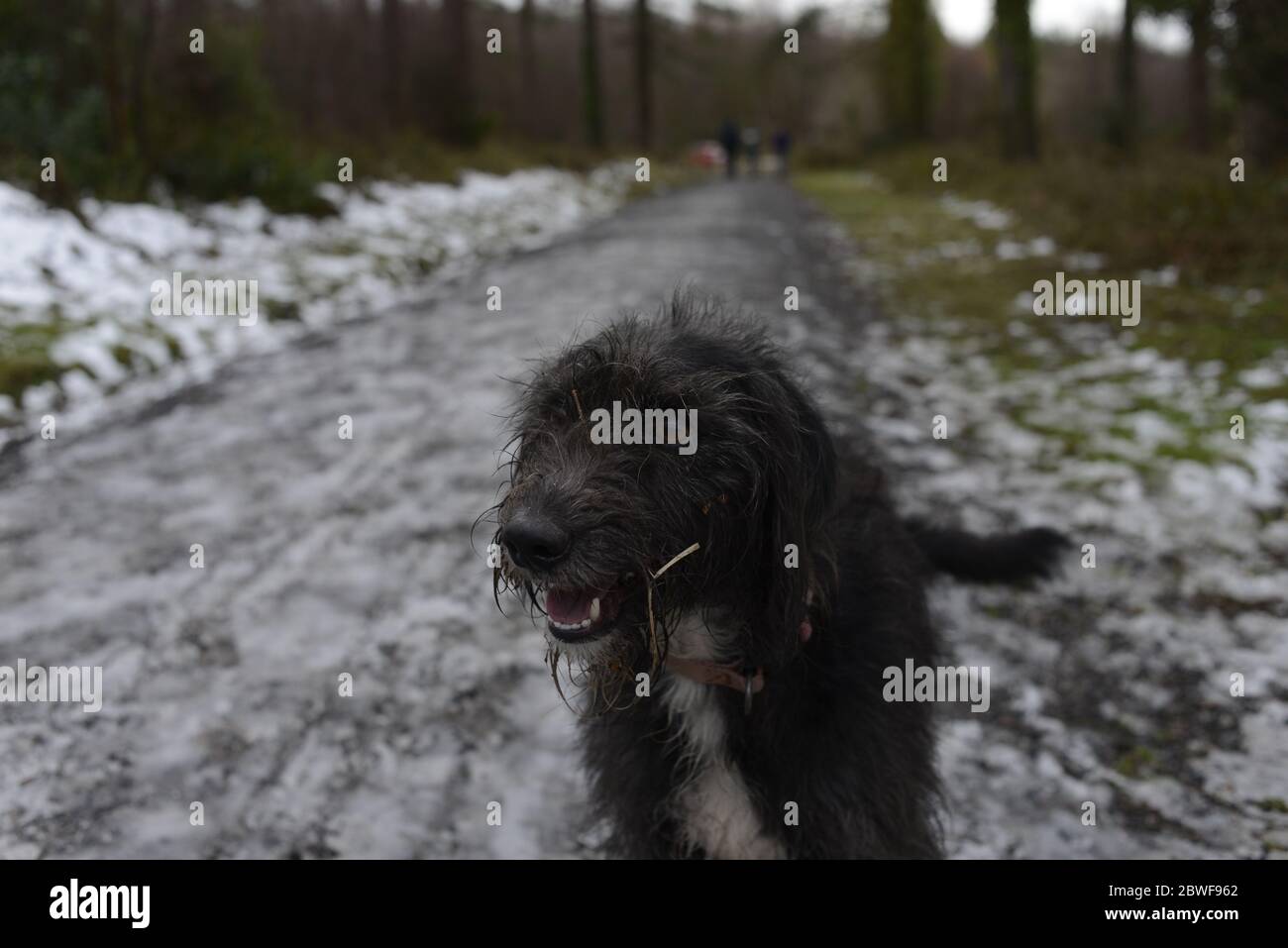 Schwarzer Hund auf einem Winterspaziergang Stockfoto
