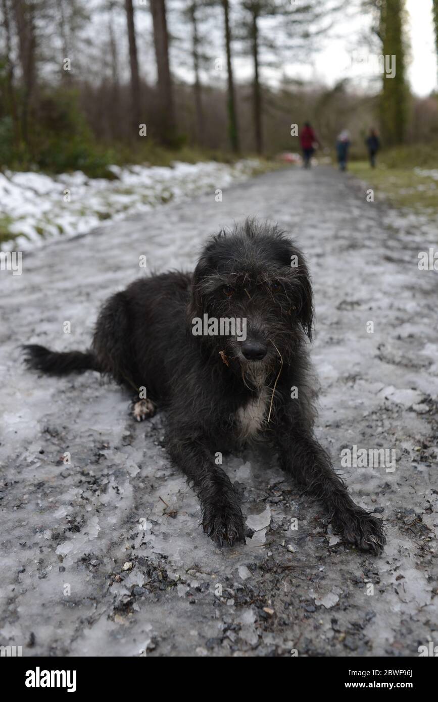 Schwarzer Hund auf einem Winterspaziergang Stockfoto
