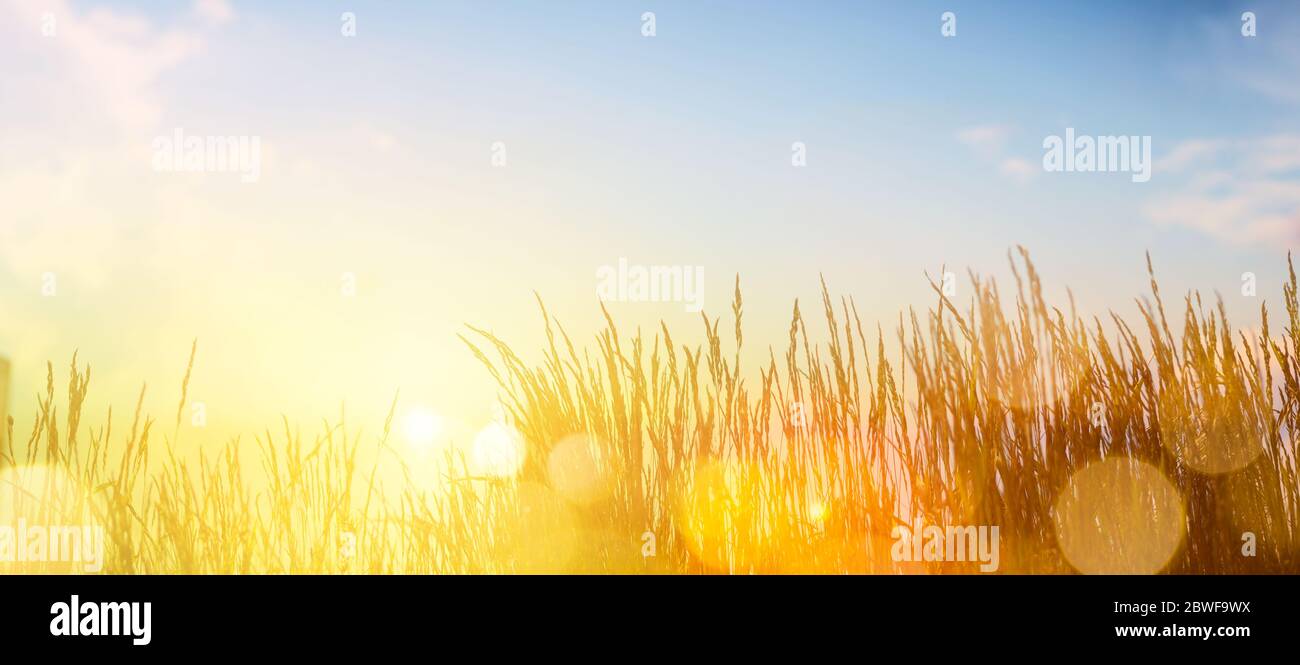 Sommerlandschaft mit Wiesengras gegen den Sonnenuntergang Himmel Stockfoto