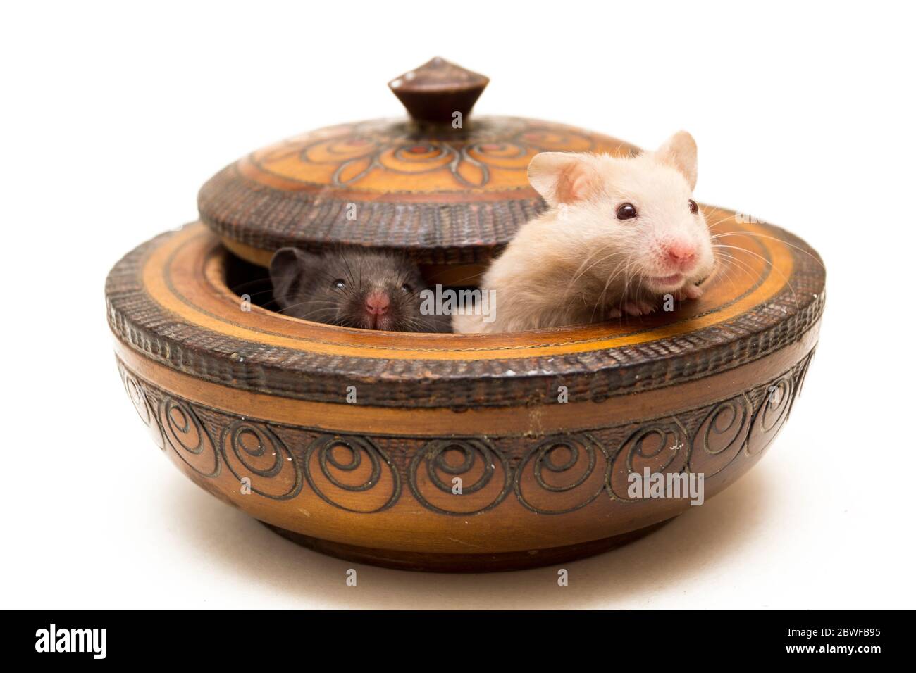 Zwei syrische Hamster sitzen in der Holzkiste Stockfoto