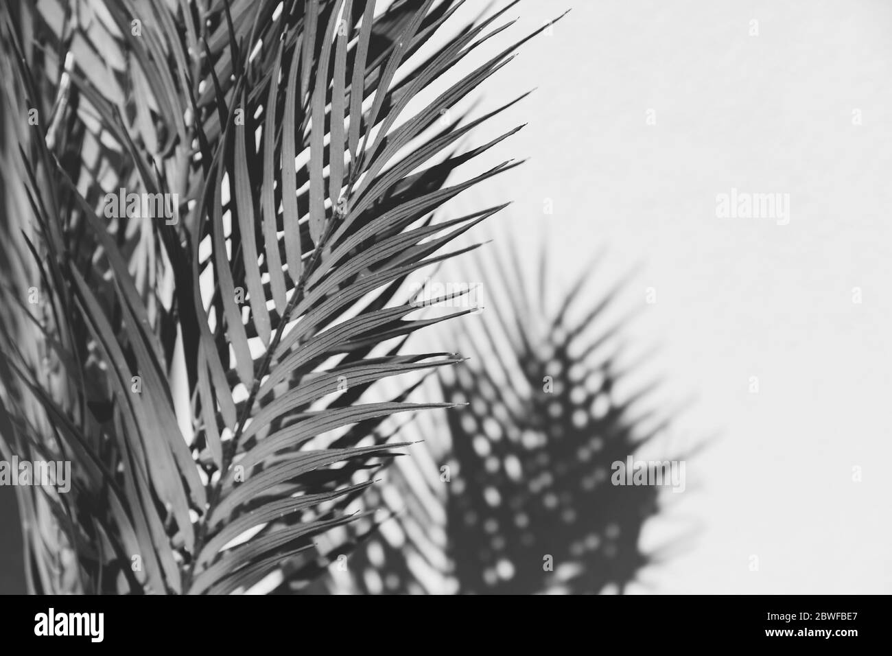 Sommer abstrakte Schwarz-Weiß-Fotografie von Palmblatt und Schatten davon über weiße Wand. Stockfoto