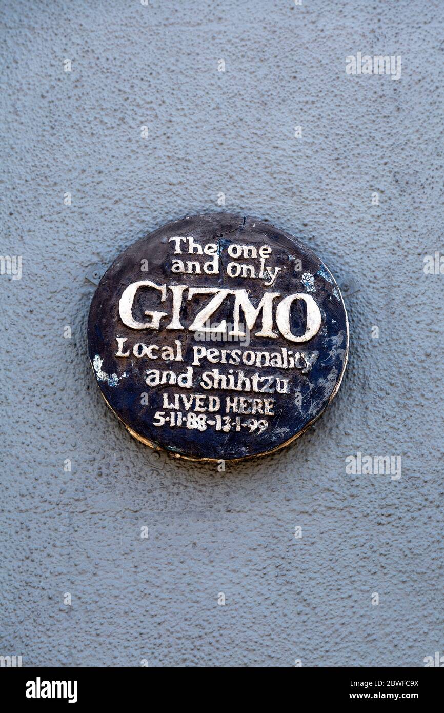 Blaue Plakette für Gizmo - lokale Persönlichkeit und Shih Tzu, London, Großbritannien Stockfoto