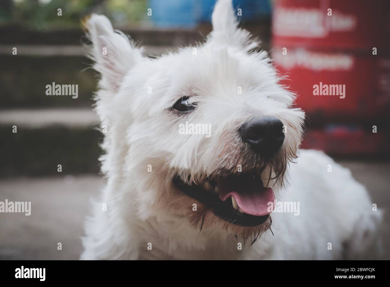 Headshot of West Highland White Terrier Adult Dog Stockfoto