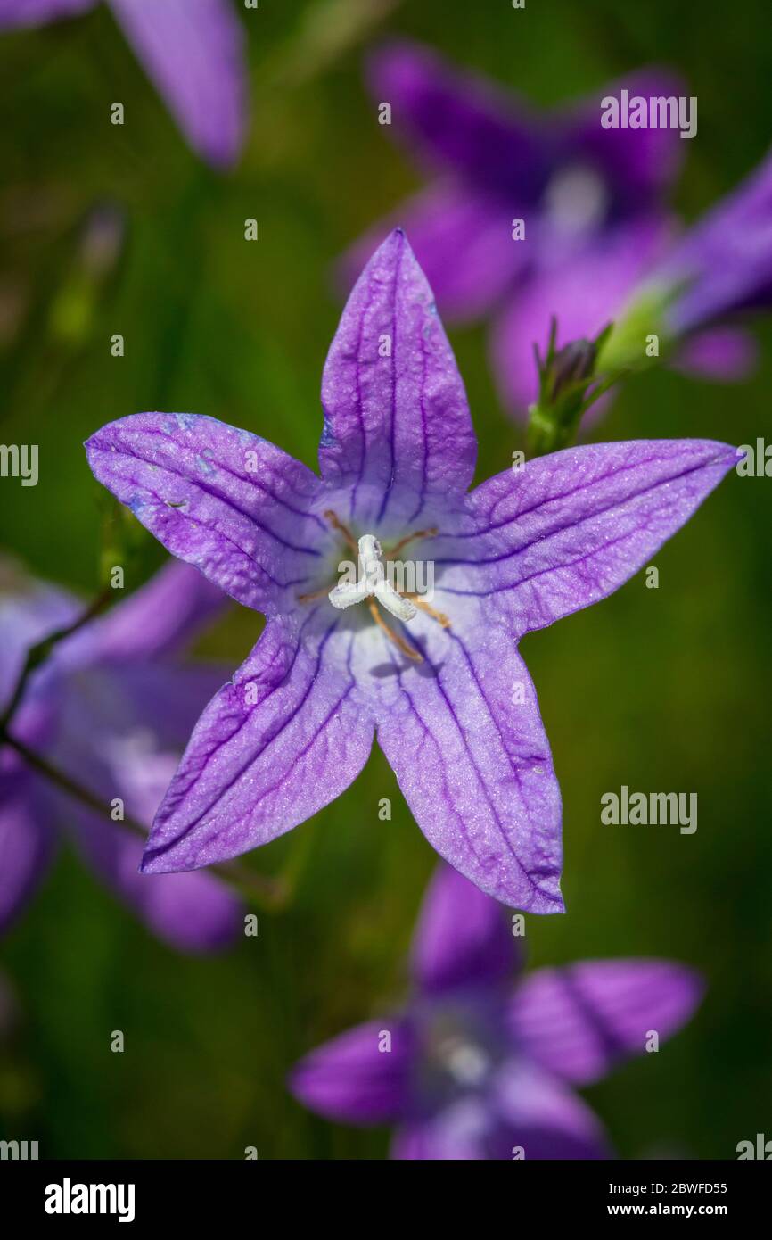 Campanula patula (Streublumenblume / Wiesen-Glockenblume) Stockfoto