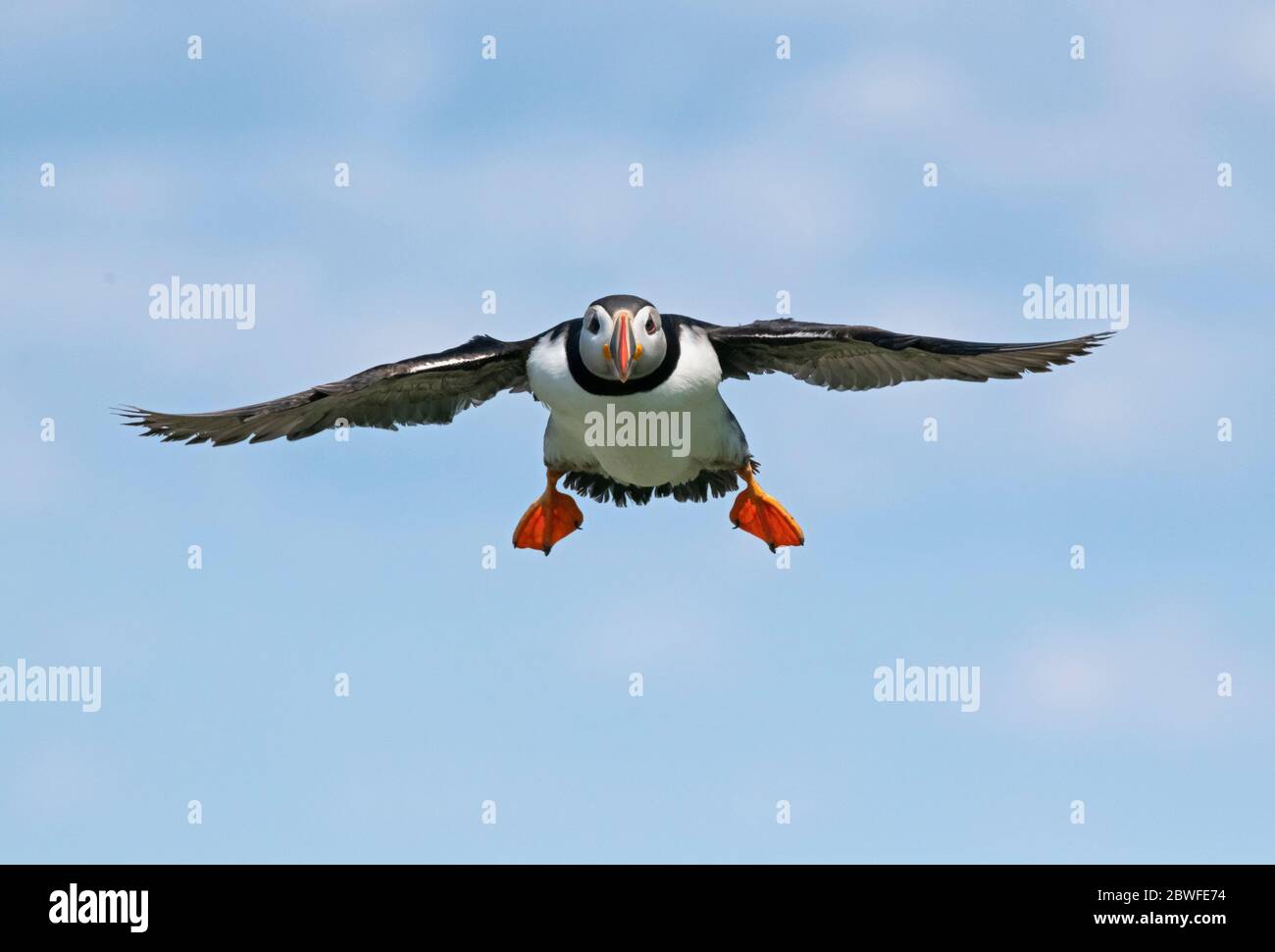 Atlantischer Puffin (F. Arctica). Machias Seal Island vor der Küste von Maine. Stockfoto