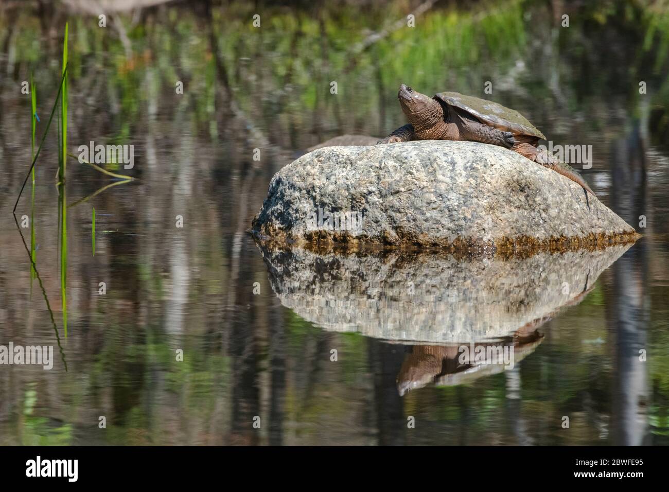 Schnappschildkröte (Chelydra serpentina). Acadia National Park, Maine, USA. Stockfoto
