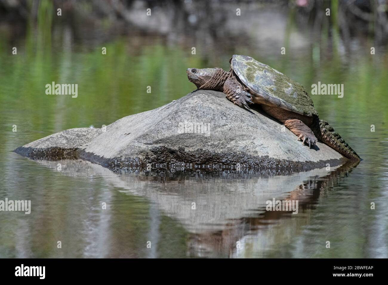 Schnappschildkröte (Chelydra serpentina). Acadia National Park, Maine, USA. Stockfoto