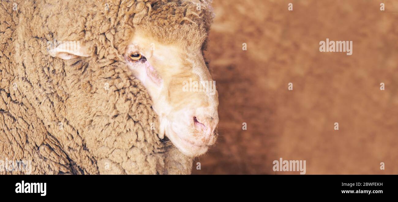 Traurig kulunda Zucht Schafe. Maulkorb teilen. Fleisch- und Pelzproduktion. Tierkopf. Nahaufnahme Porträt starrend Stockfoto