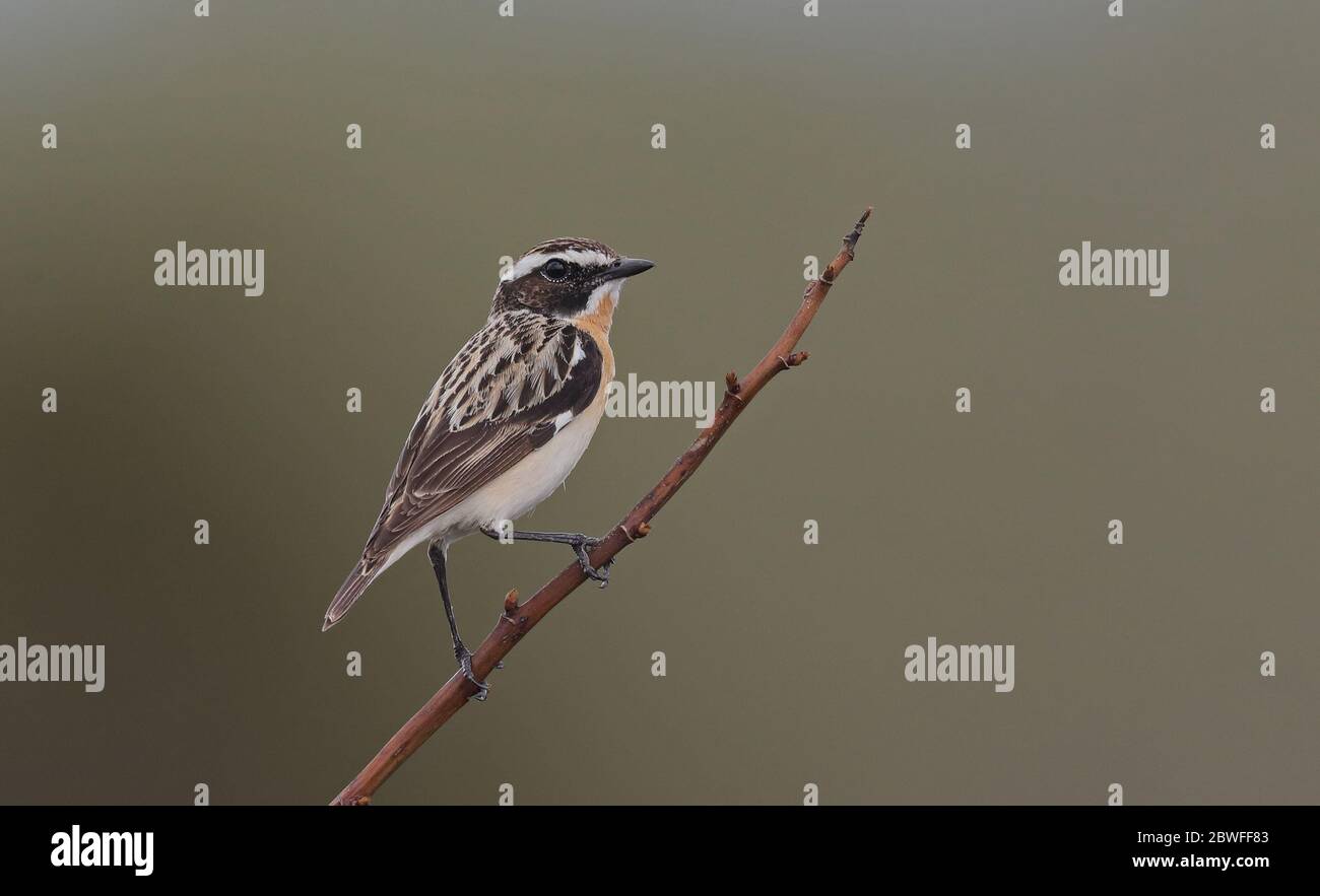 Whinchat, Saxicola rubetra, sitzend auf Zweig mit klarem Hintergrund Stockfoto