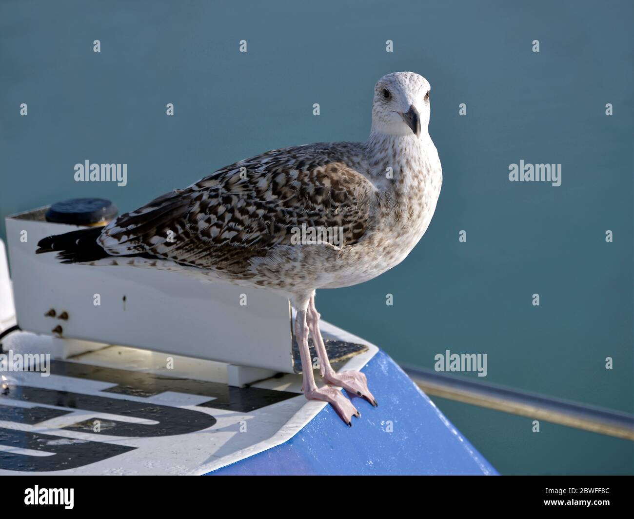 Nahaufnahme der jungen Heringmöwe (Larus argentatus) auf einem Boot Stockfoto