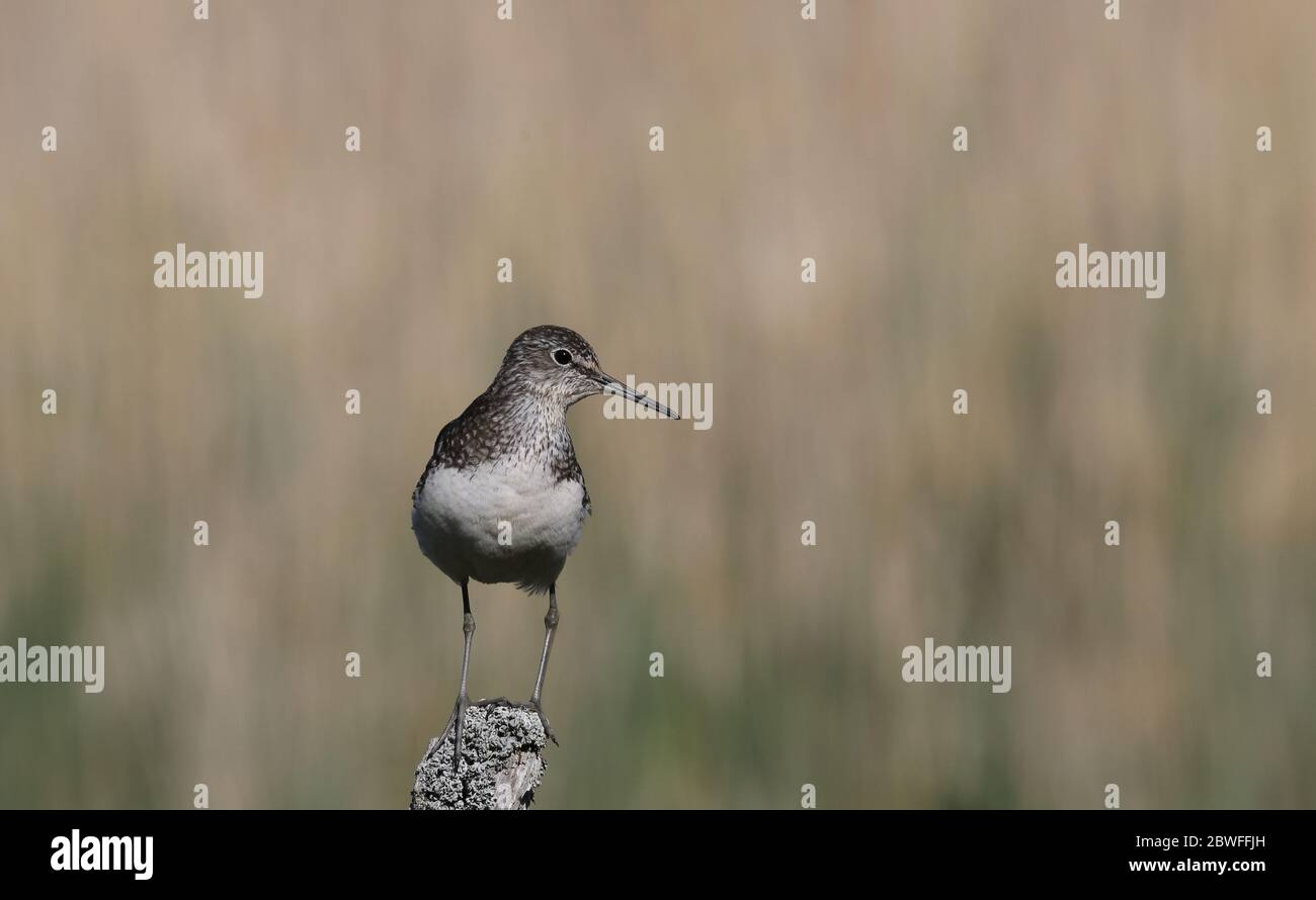 Grüner Sandpiper (Tringa ochropus), auf Pfosten stehend, sauberer Hintergrund Stockfoto