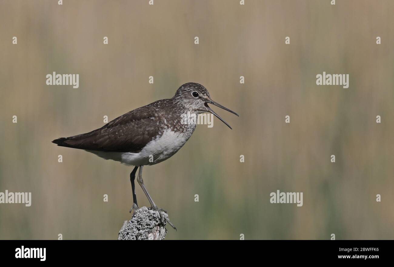 Grüner Sandpiper (Tringa ochropus), auf Pfosten stehend, sauberer Hintergrund Stockfoto