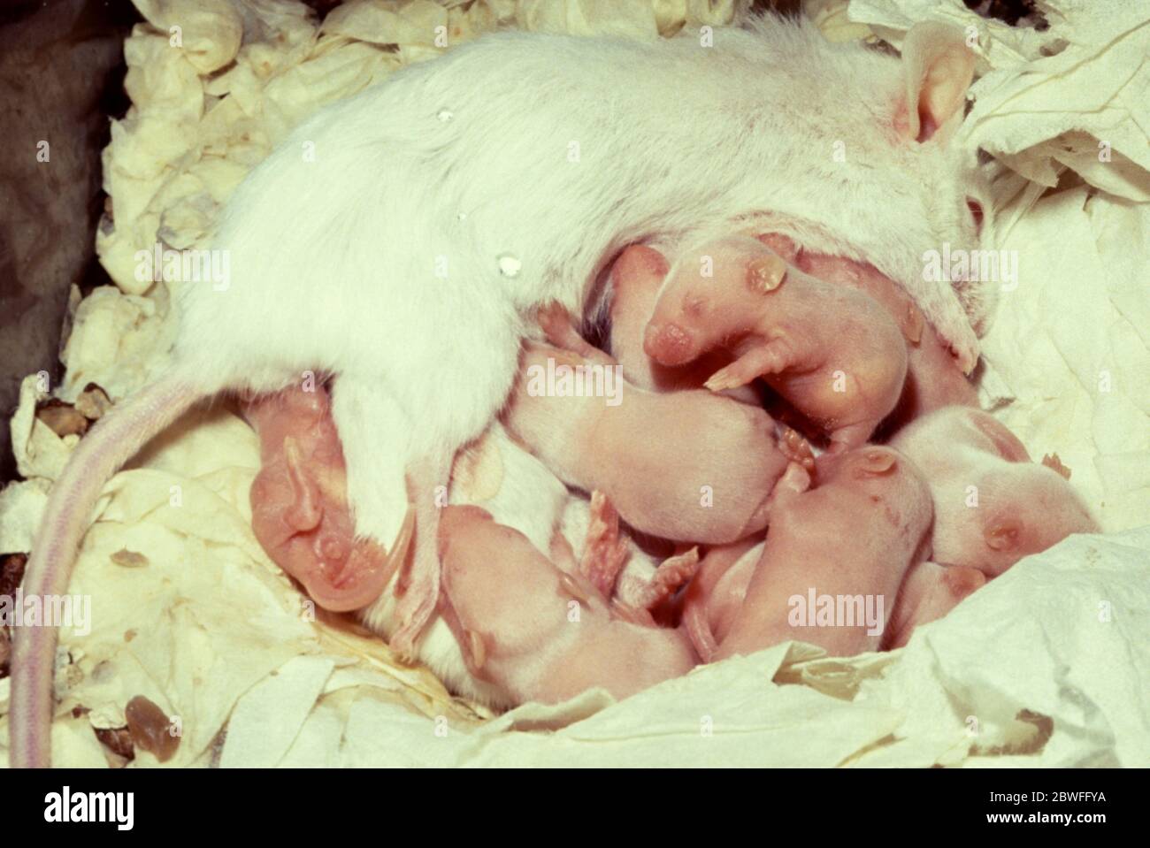 Weibliche Albino-Labormaus (Mus musculus) stillt seinen Nachwuchs Stockfoto