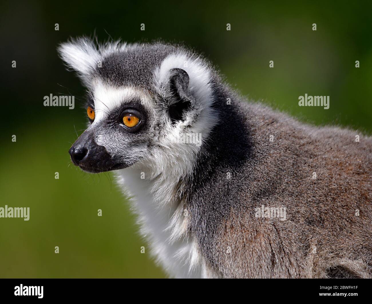 Portrait Ring-tailed Lemur (Lemur catta) Stockfoto