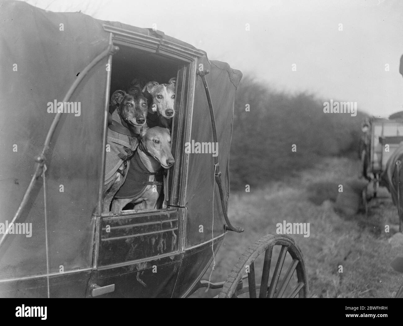 Wo ist der Hase ? Eifrige Teilnehmer, die am 19. Februar 1925 zum Waterloo Cup Coursing Meeting in Altcar eintreffen Stockfoto