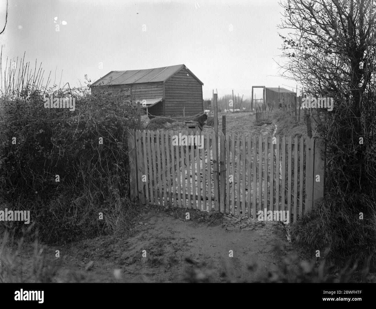 Das Elsie Cameron Geheimnis . Ein Blick auf Norman Thorn 's Geflügelfarm in Blackness zeigt den Eingang. 15. Januar 1925 Stockfoto
