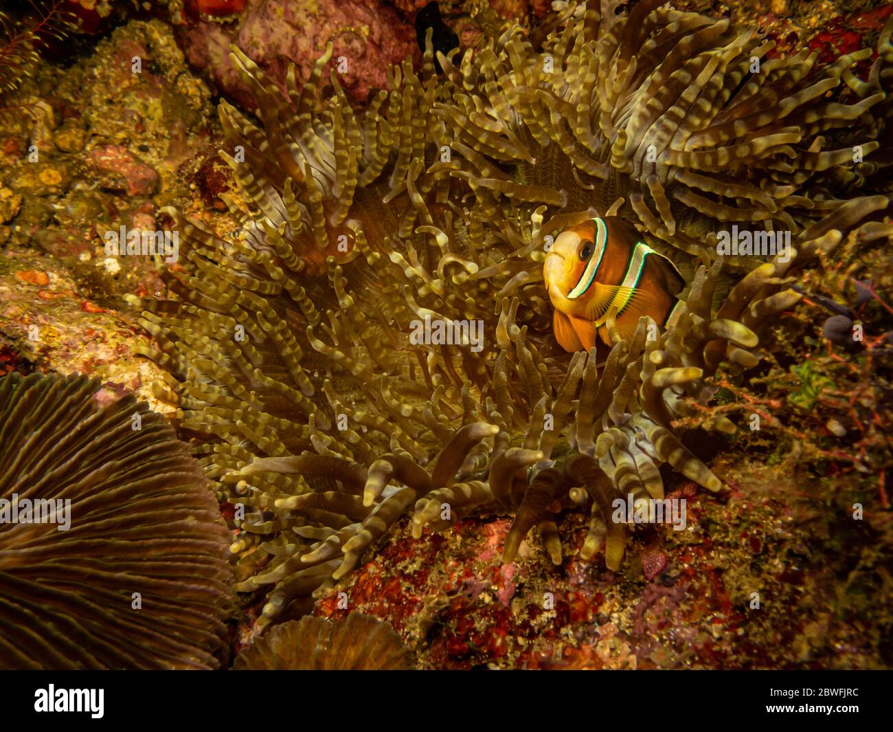 Clarks Anemonefisch, Amphiprion clarkii oder Gelbschwanz-Clownfish in seiner Heimat in einer stechenden Seeanemone in Puerto Galera, Philippinen Stockfoto