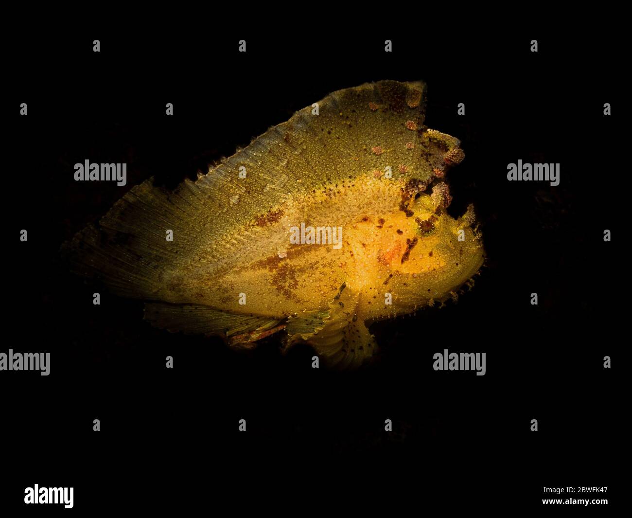 Ehrfürchtig Blatt-Skorpionfisch an einem Puerto Galera Riff auf den Philippinen gefunden. Stockfoto