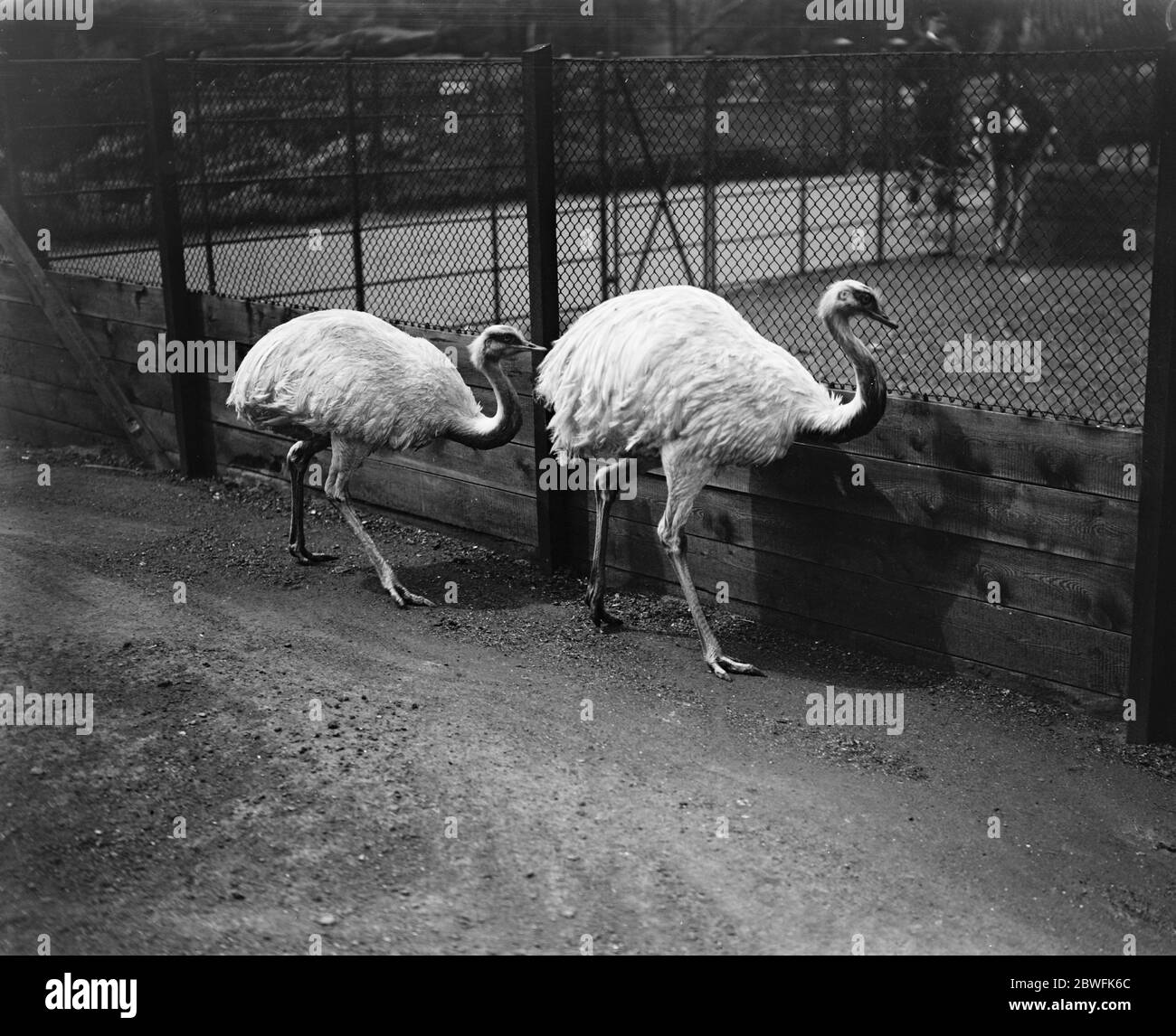 Die weißen Schwestern . Zwei schneeweiße Emus, die im Zoo angekommen sind. 20 Mai 1920 Stockfoto