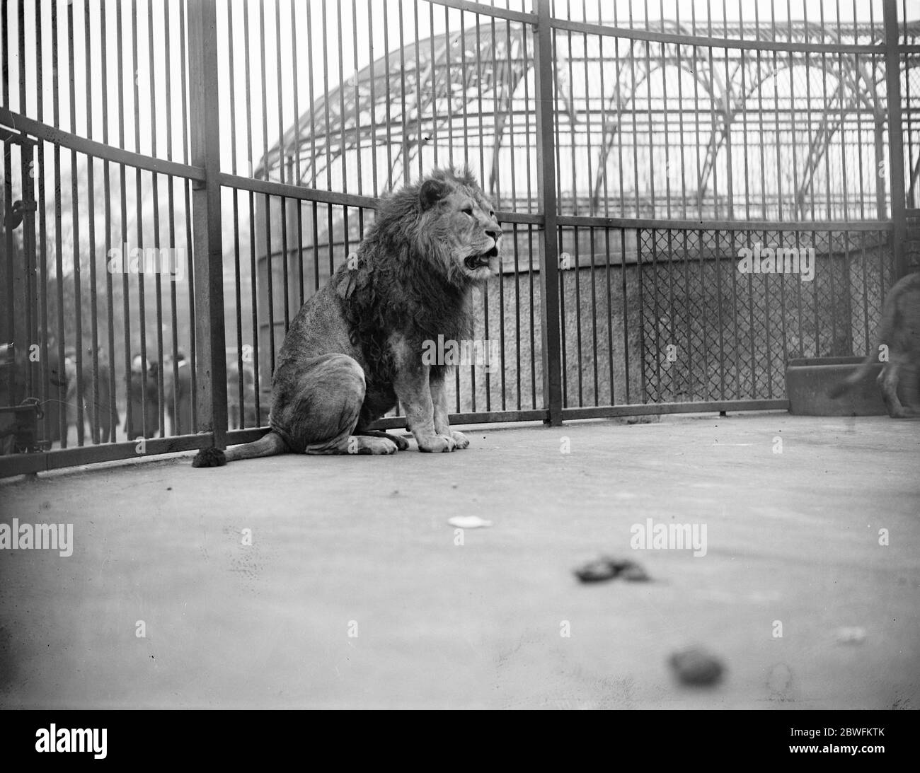 Keine Wahlrede der unerschütterliche britische Löwe im Zoo hat ein paar Werke in seiner eigenen brüllenden und unverwechselbaren Sprache zu sagen 20. Oktober 1924 Stockfoto