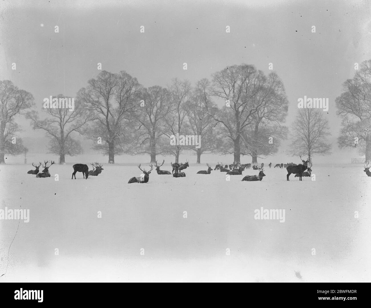 Natur als Künstler . Eine künstlerische Winterstudie in Windsor, Great Park. 15. Januar 1926 Stockfoto
