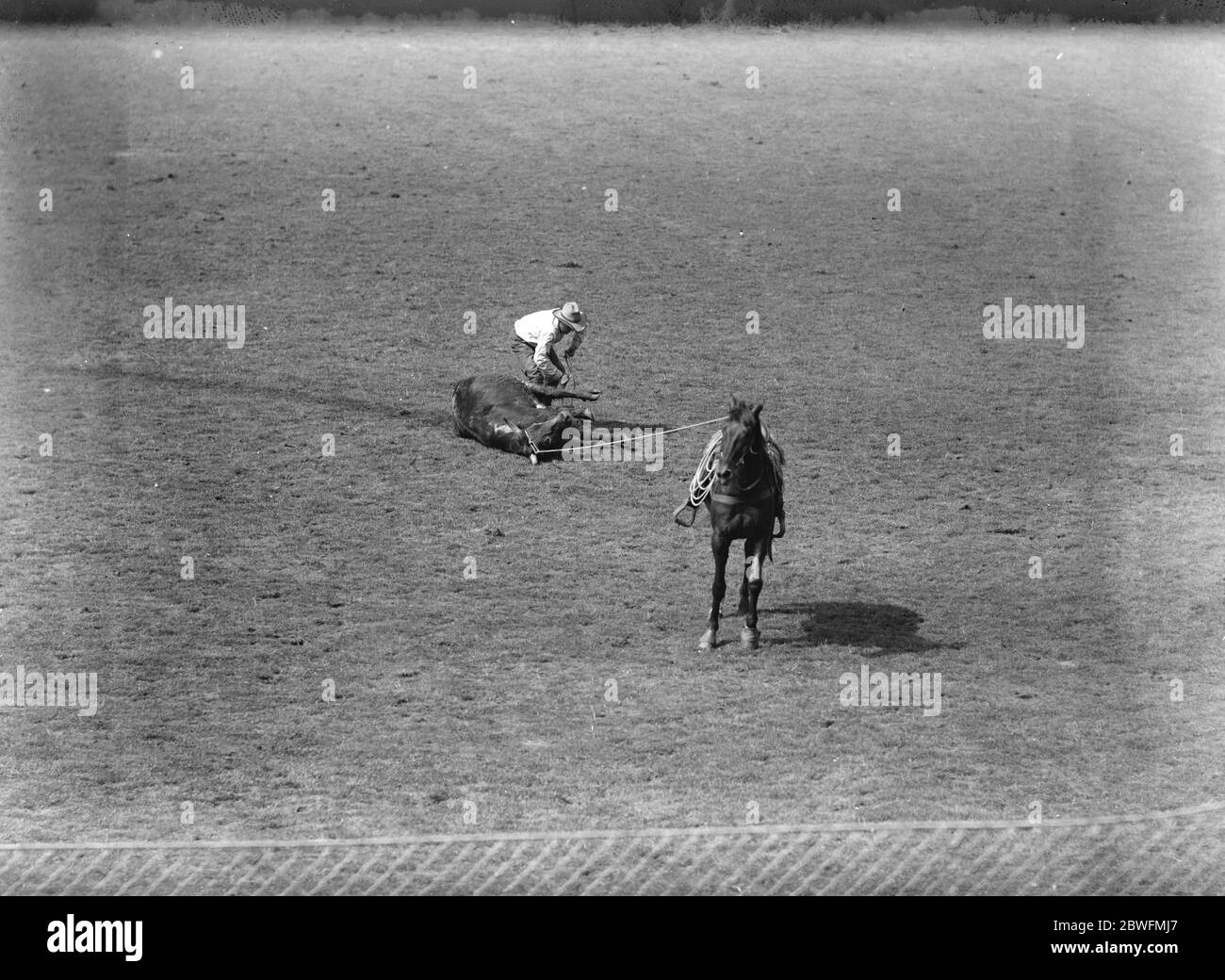 Internationales Rodeo in Wembley . Das Steer nach erfolgreicher Lassoung festbinden. 14 Juni 1924 Stockfoto