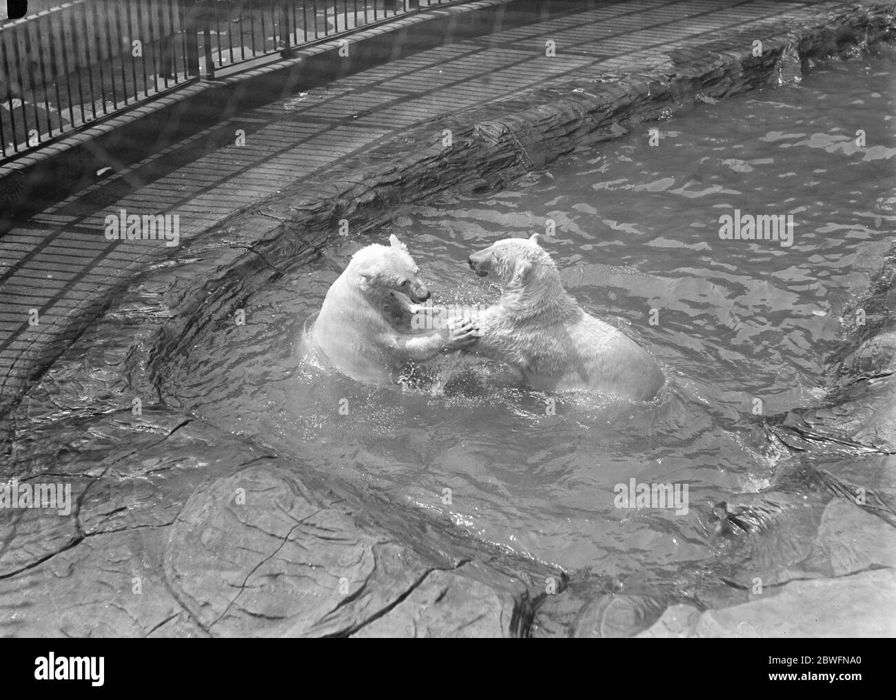 Gemischtes Baden im Zoo Eisbären spielen "raus oder unter" den Beginn der großen Push 6 Juni 1922 Stockfoto