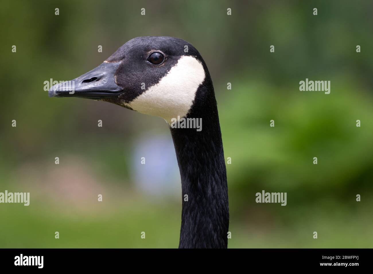 Nahaufnahme des Kopfes/Gesichts einer erwachsenen Kanadagans. Stockfoto