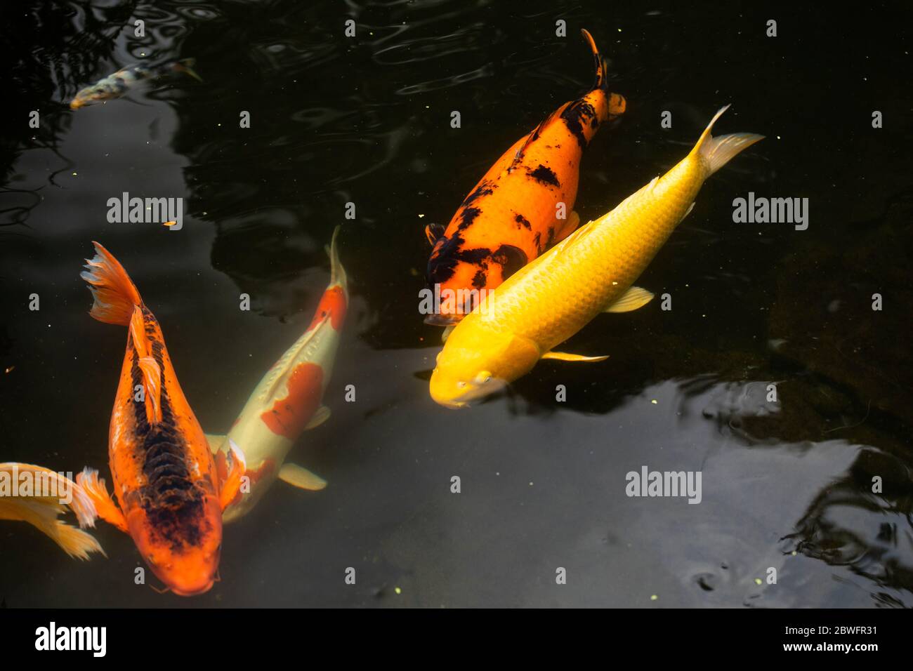 Nahaufnahme von Koi-Fischen im Teich, Japanischer Garten, Portland, Oregon, USA Stockfoto