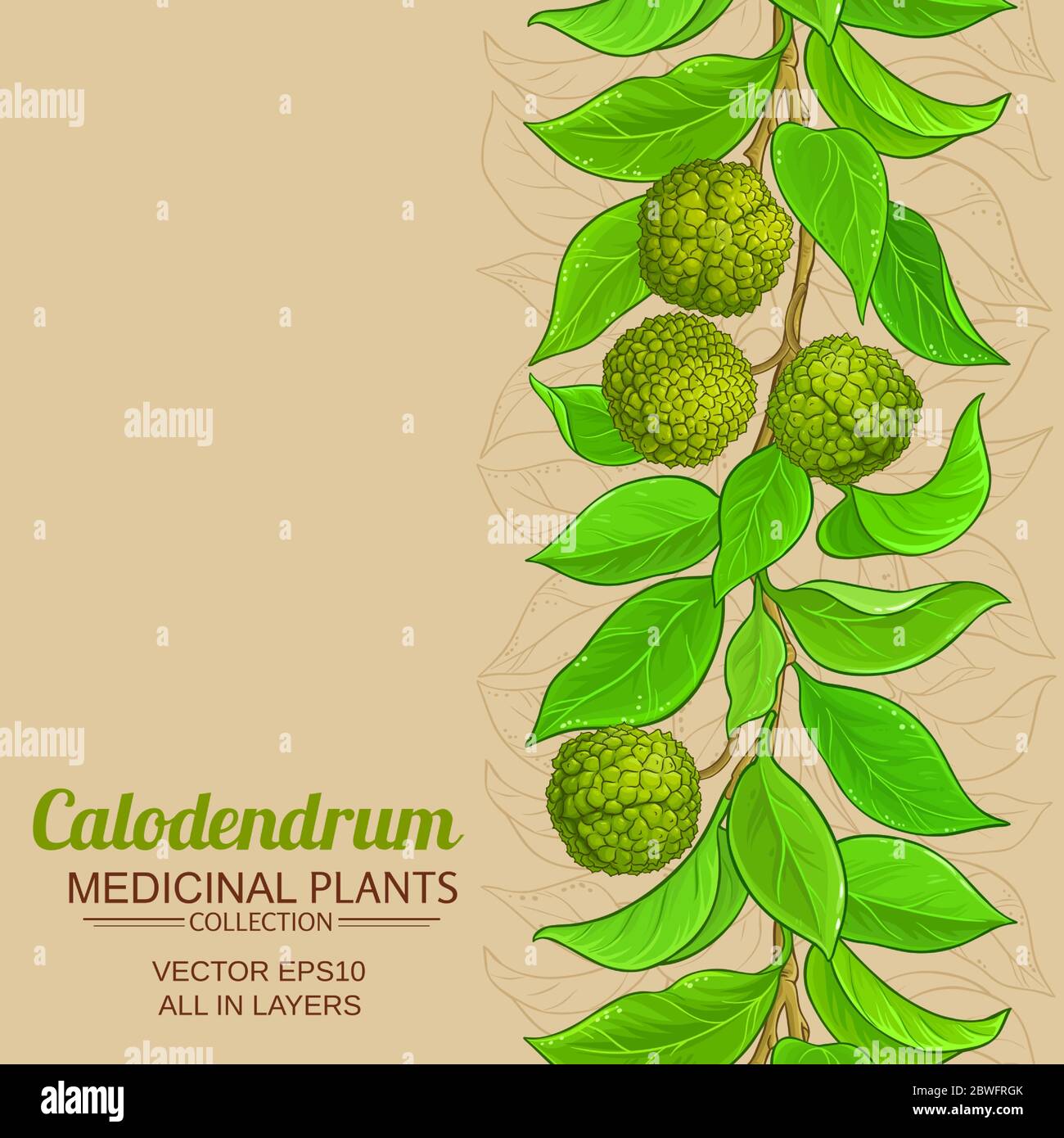 calodendrum Vektor Hintergrund Stock Vektor