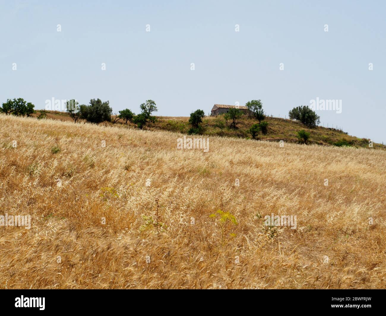 Ein Maisfeld in sizilien Stockfoto