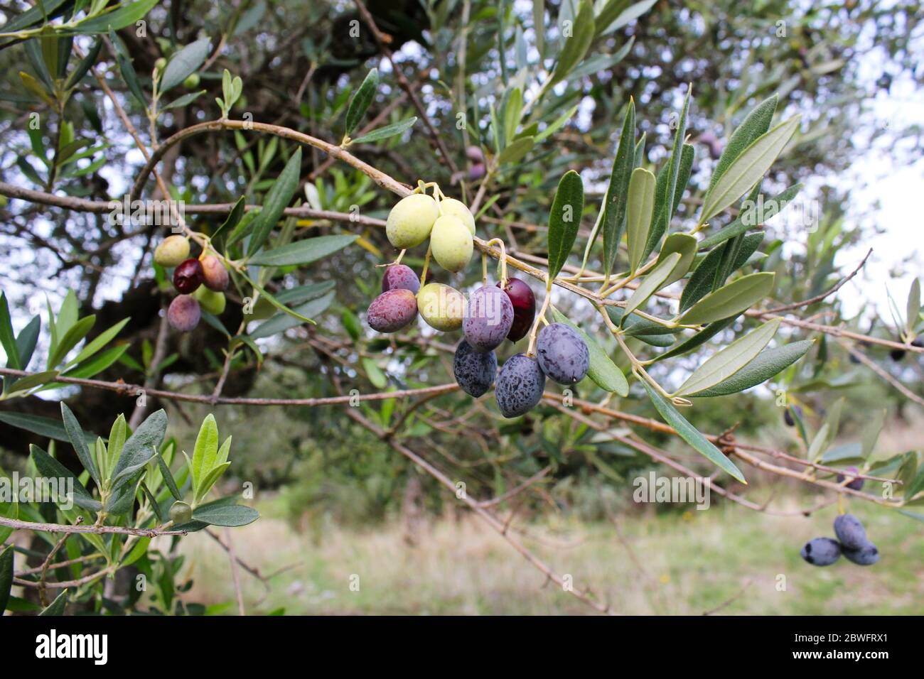 Koroneiki Oliven Olivenbaum in Messenien, Peloponnes, Griechenland  Stockfotografie - Alamy