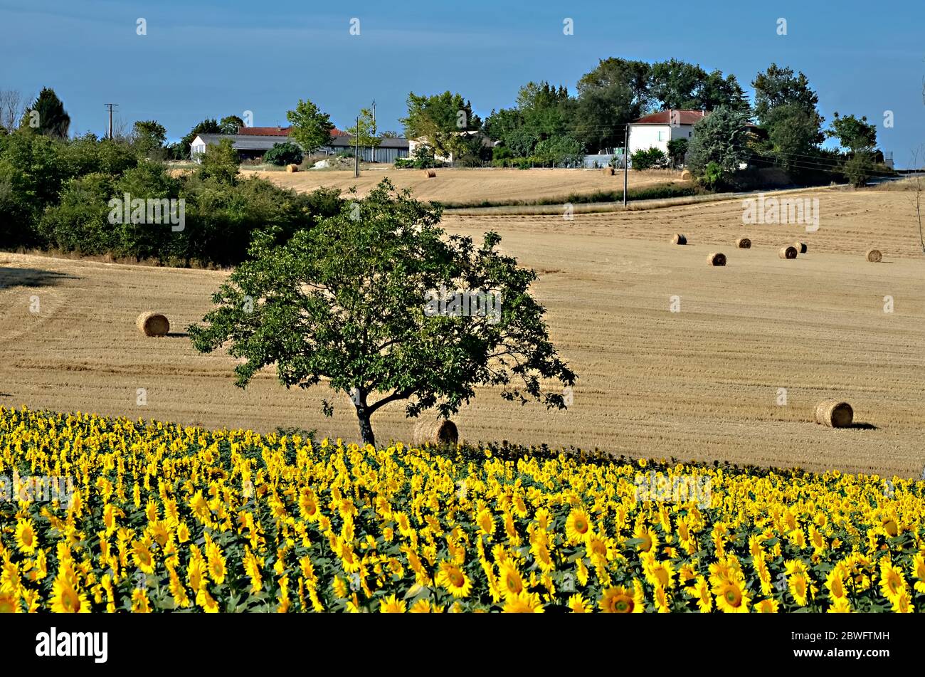 Sonnenblume (Helianthus Annuus) Feld und Baum in Frankreich im Département Tarn, Region Midi-Pyrénées Stockfoto