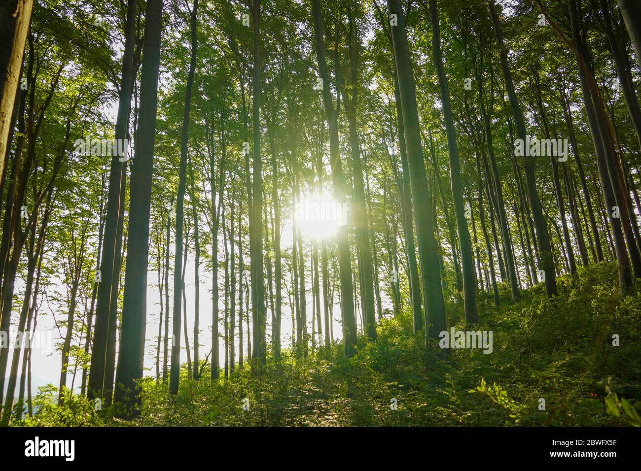 Schönen Morgen im Wald Stockfoto