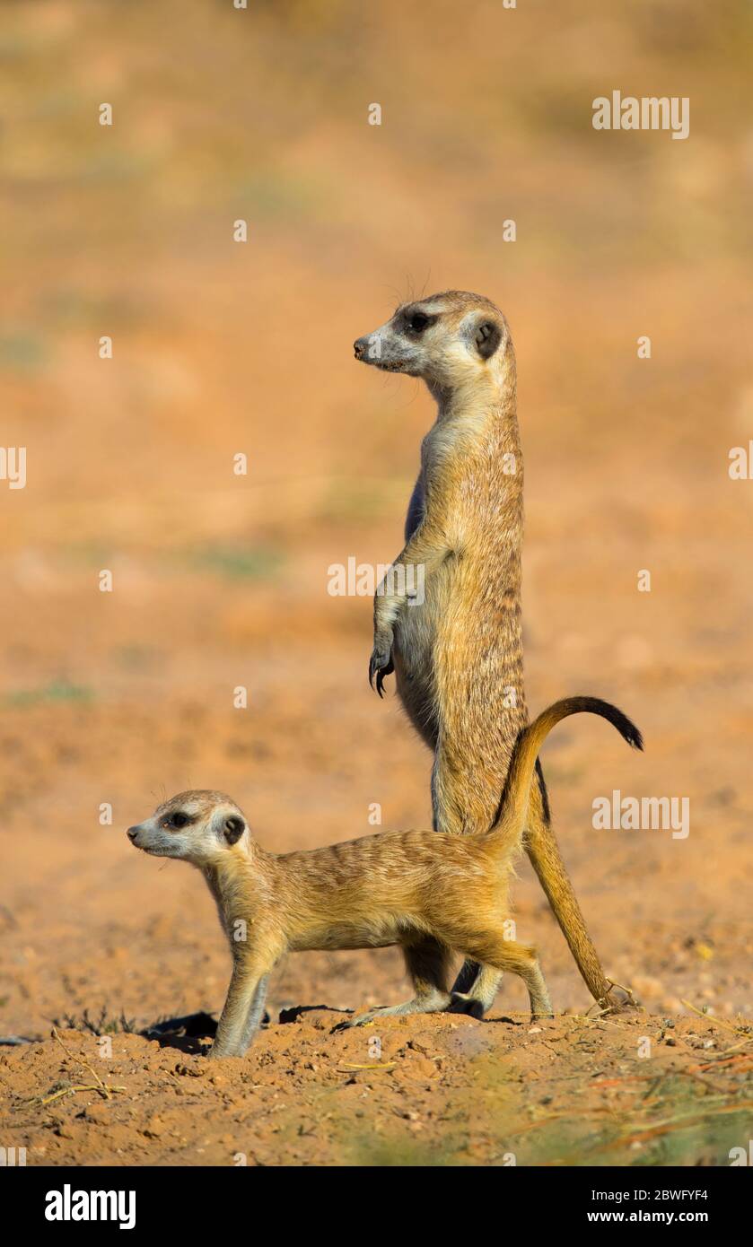 Zwei Erdmännchen oder Suricaten (Suricata suricatta), Kgalagadi Transfrontier Park, Namibia, Afrika Stockfoto