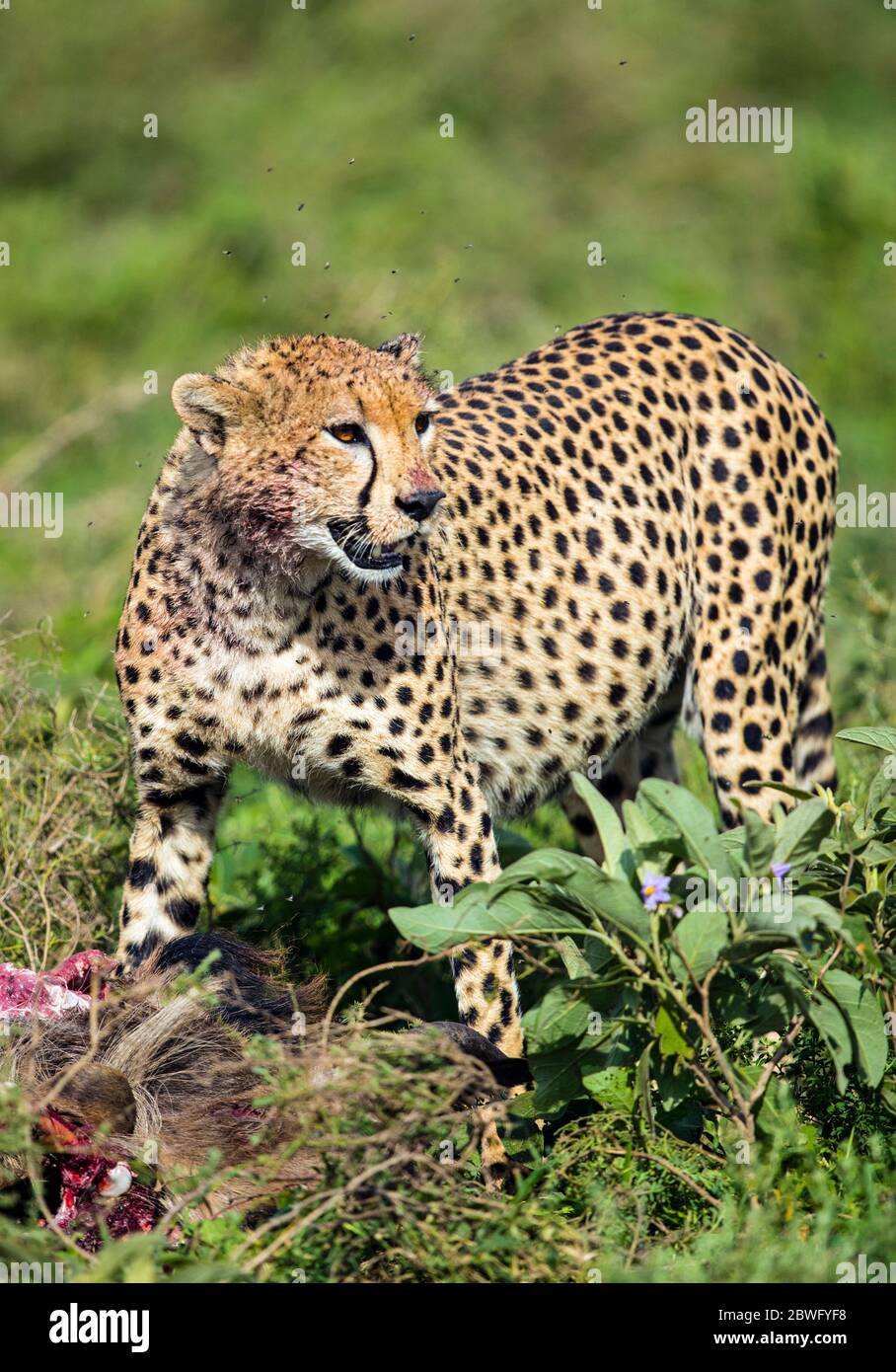 Geparde (Acinonyx jubatus) mit Beute, Afrika Stockfoto
