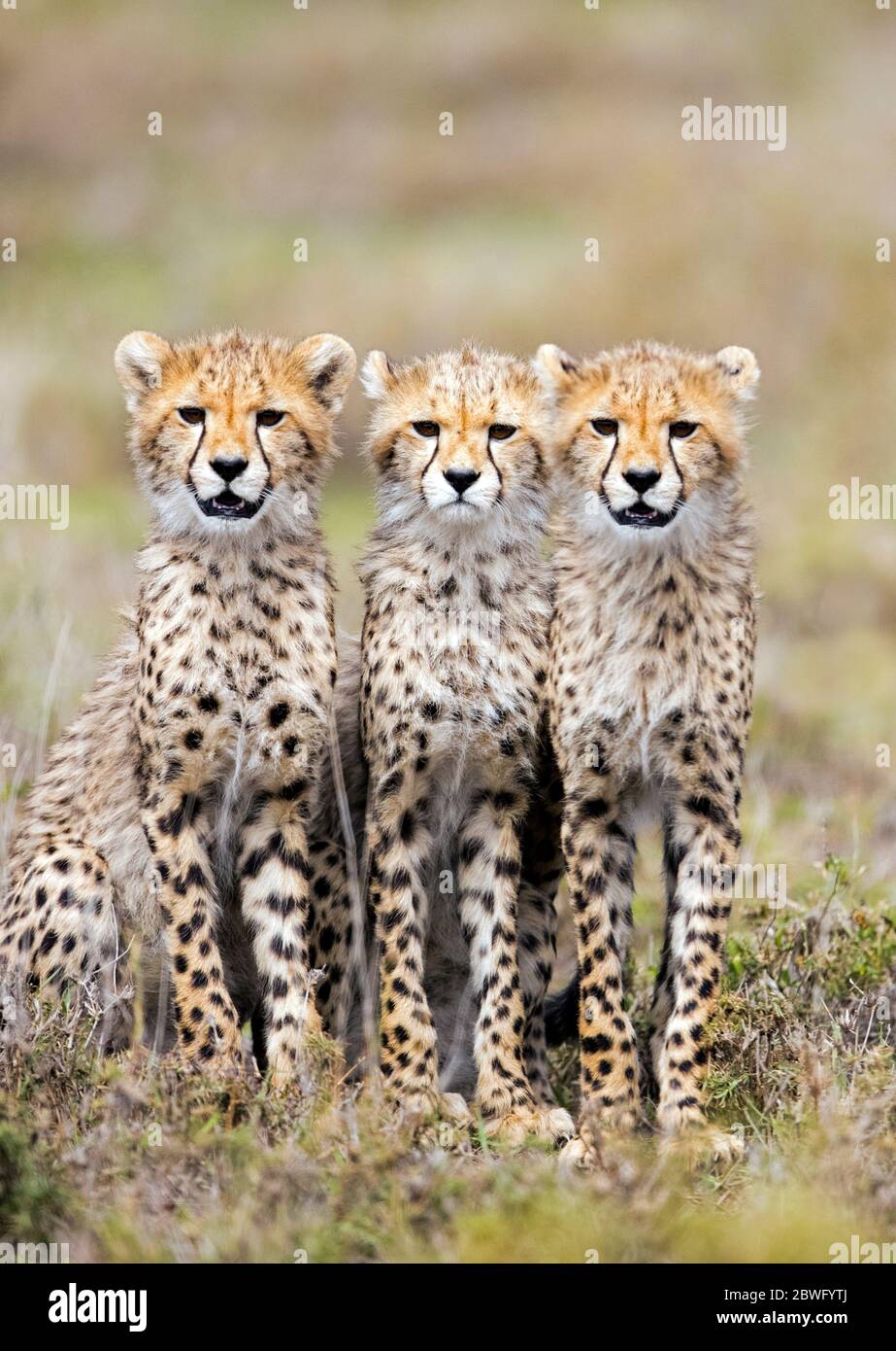 Drei Geparden (Acinonyx jubatus) nebeneinander sitzend, Ngorongoro Conservation Area, Tansania, Afrika Stockfoto