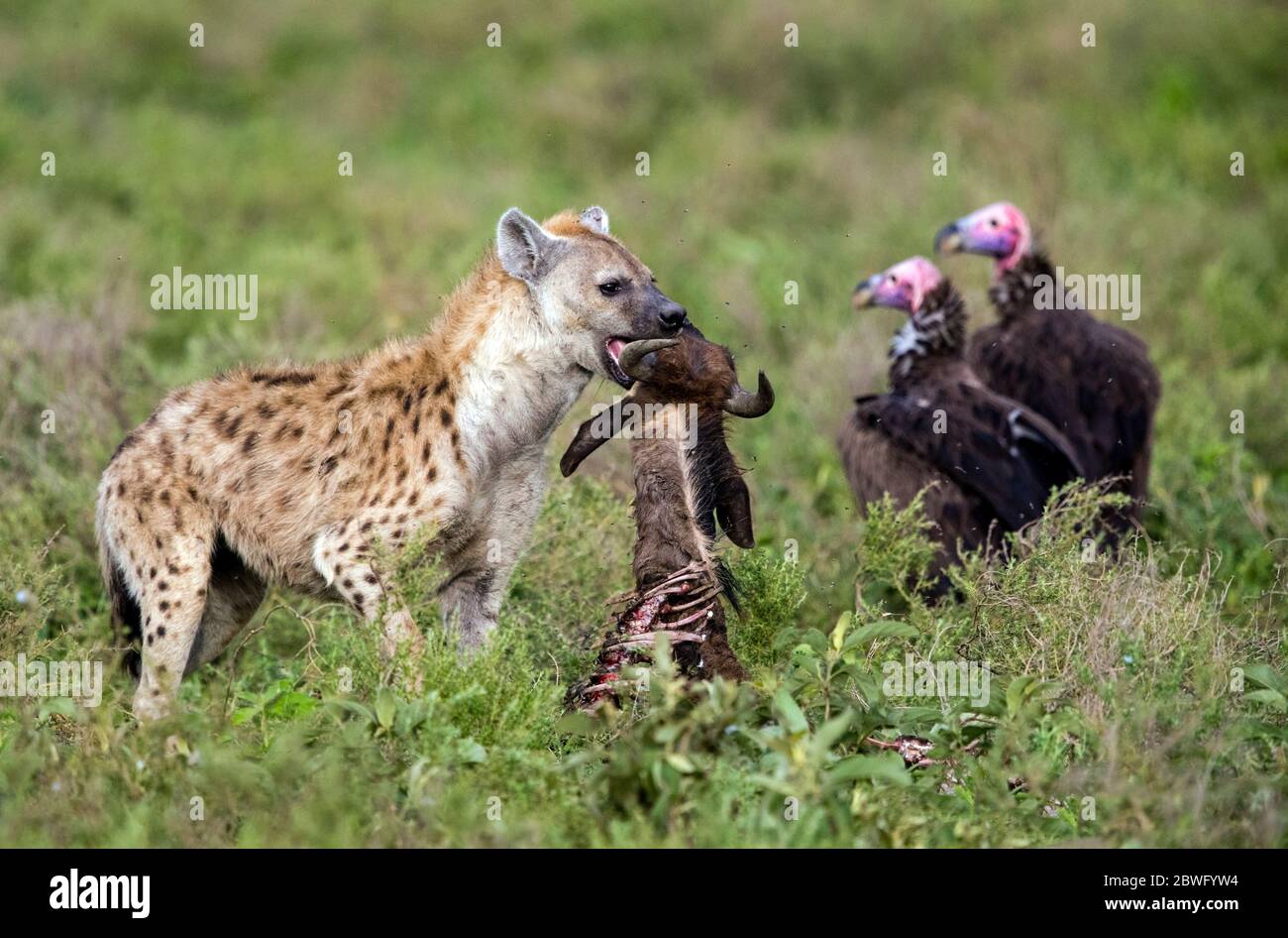 Geflecktes Hyäne (Crocuta crocuta) mit Beute und Geiern, Ngorongoro Conservation Area, Tansania, Afrika Stockfoto