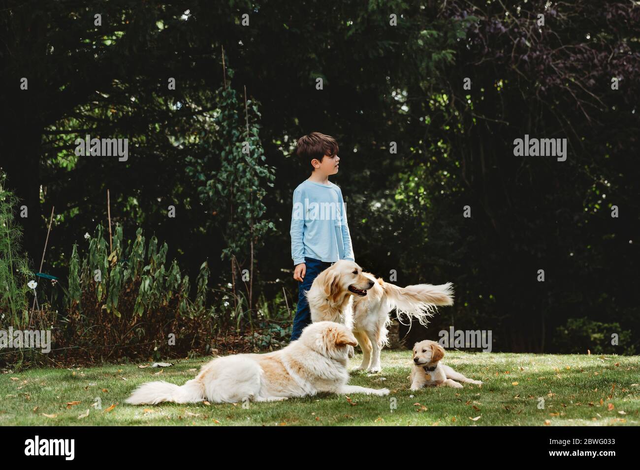 Junge steht im Hof mit goldenen Retriever Hunde und Welpen Stockfoto