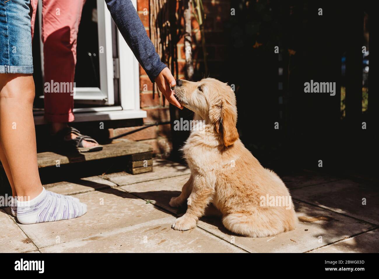 Niedliche goldene Retriever labrador Welpen sitzen lecken Kinderhand Stockfoto