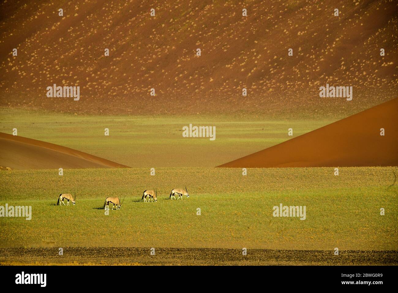 Vier Antilopen weiden in der Wüste, Sossusvlei, Namibia, Afrika Stockfoto