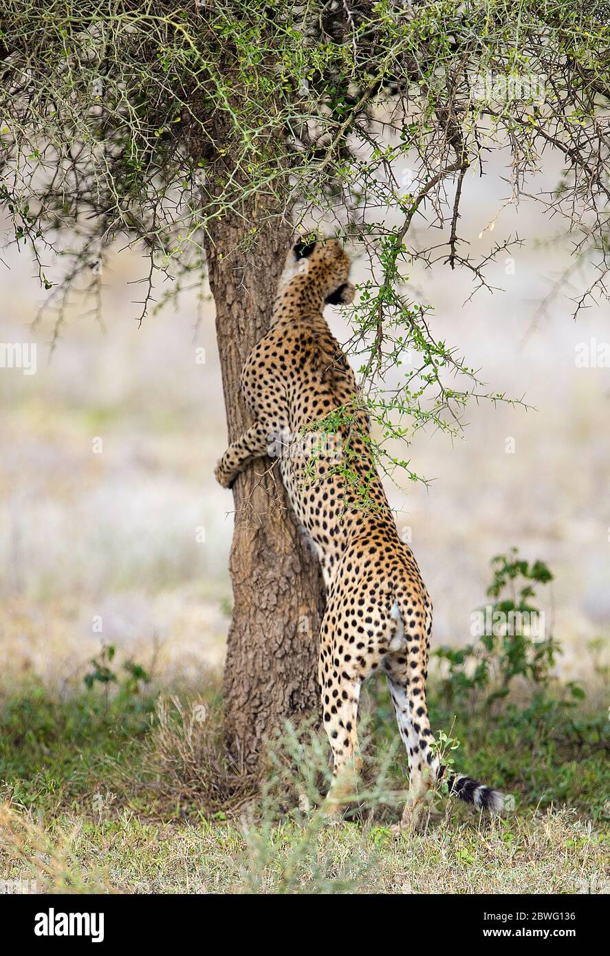 Geparden (Acinonyx jubatus) Kletterbaum, Ngorongoro Conservation Area, Tansania, Afrika Stockfoto