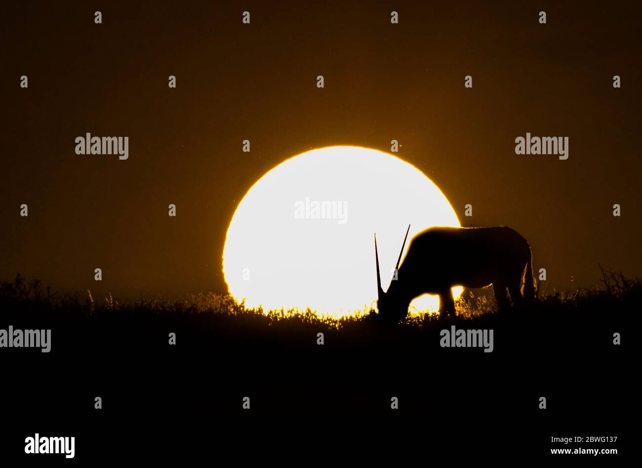 Silhouette von männlichen Gemsbok oder Oryx (Oryx Gazella) grasen bei Sonnenuntergang, Sossusvlei, Namibia, Afrika Stockfoto